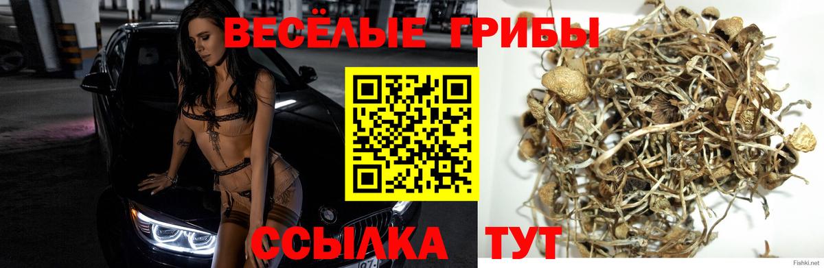 Галлюциногенные грибы Psilocybine cubensis  Вход с VPN  Родники  Галлюциногенные грибы мицелий 